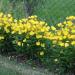 Perene: Oenothera fruticosa  - noćurak , slika2